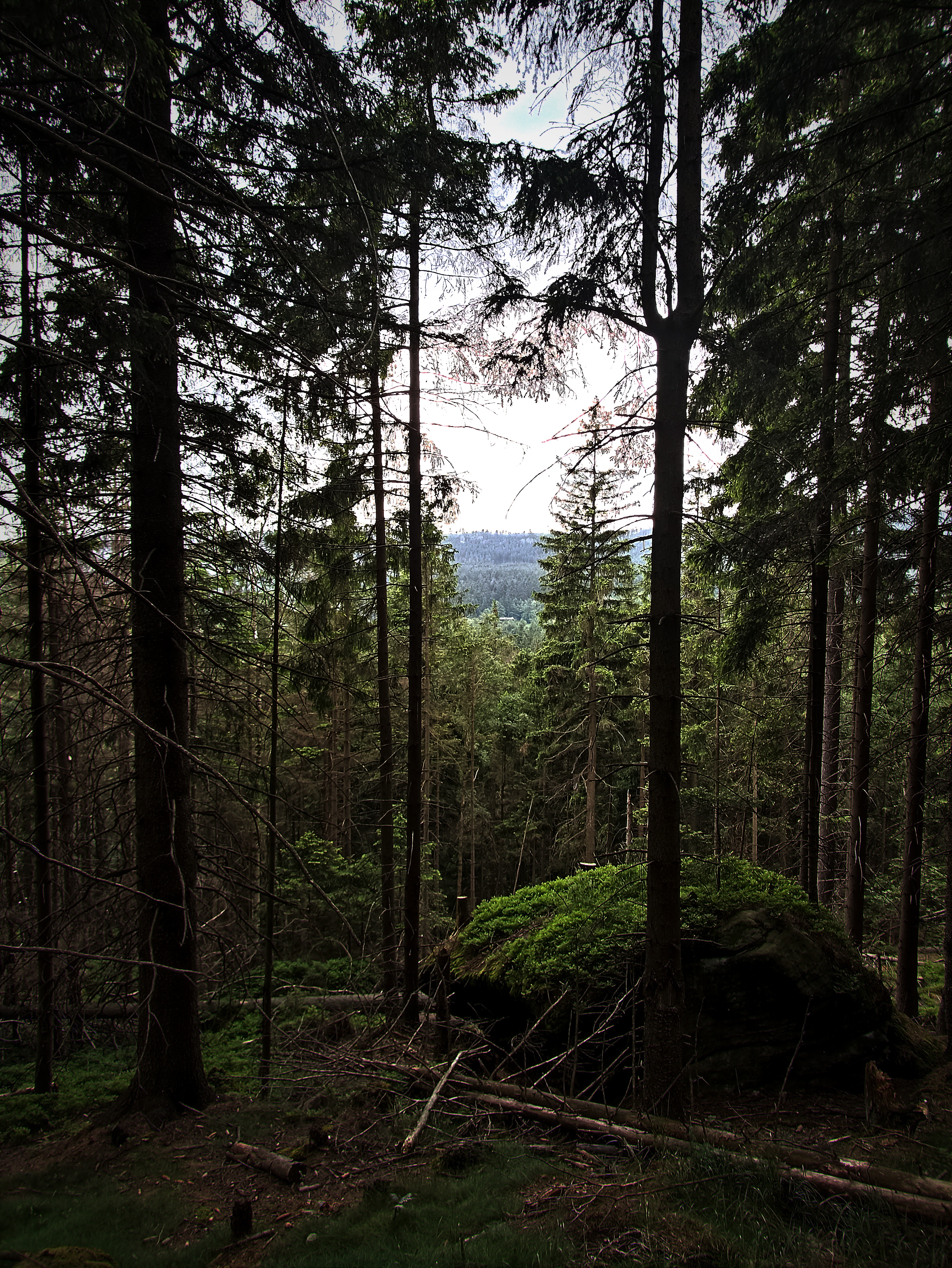 Forest Picture